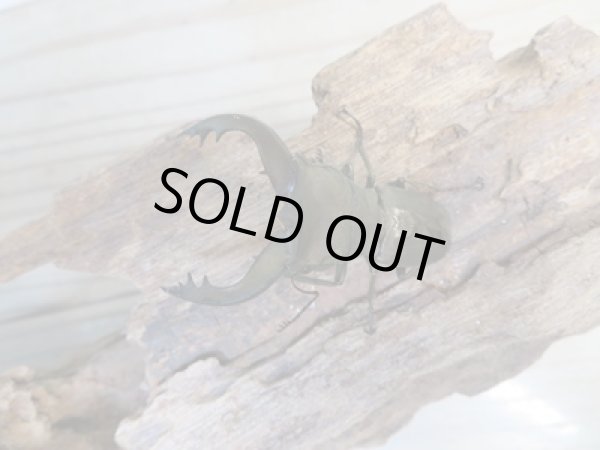 画像2: 新成虫☆ベララベラ産☆スぺキオススホソアカクワガタ♂51ミリ♀26ミリペア販売！！ (2)