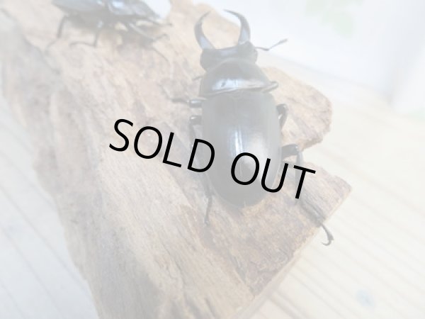 画像3: ☆新成虫☆ドンキエルハンプイ(黒ドンキ)♂54ミリ♀39ミリペア販売!! (3)