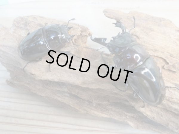 画像5: 新成虫☆レギウスオオツヤクワガタ(赤レギ)♂65ミリ♀47ミリペア販売!! (5)