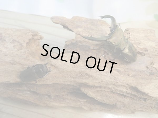 画像5: 新成虫☆ベララベラ産☆スぺキオススホソアカクワガタ♂51ミリ♀26ミリペア販売！！ (5)