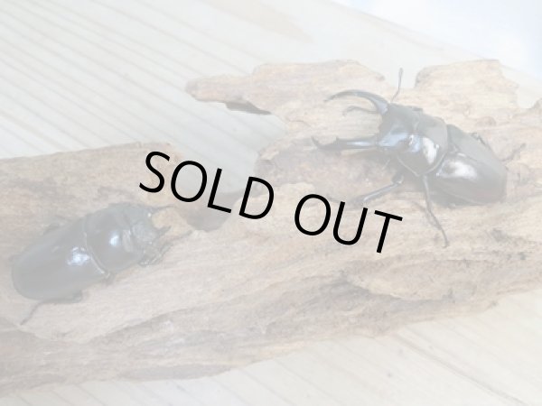 画像5: ☆新成虫☆ドンキエルハンプイ（黒ドンキ）♂60ミリ♀41ミリペア販売！！ (5)