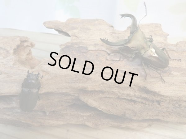 画像5: 新成虫☆ベララベラ産☆スぺキオススホソアカクワガタ♂49ミリ♀25ミリペア販売!! (5)