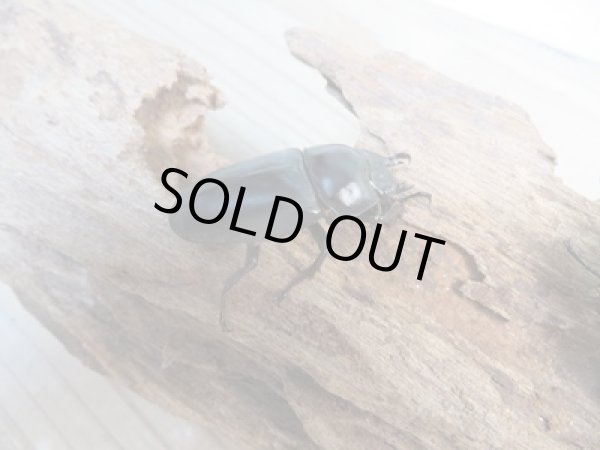 画像4: ☆新成虫☆ドンキエルハンプイ(黒ドンキ)♂54ミリ♀39ミリペア販売!! (4)