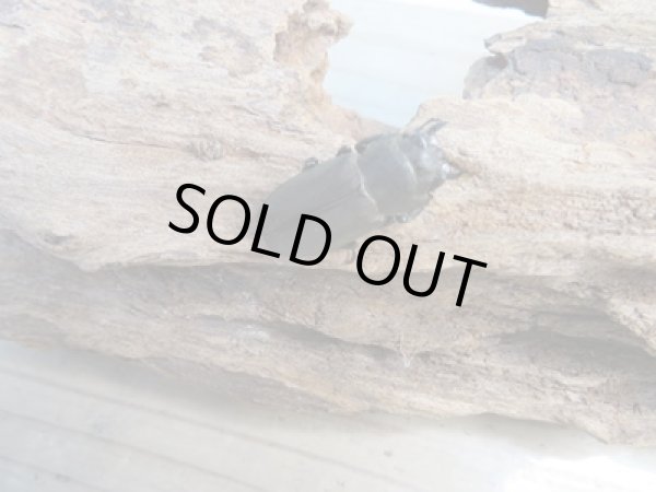 画像4: 新成虫☆ベララベラ産☆スぺキオススホソアカクワガタ♂51ミリ♀26ミリペア販売！！ (4)