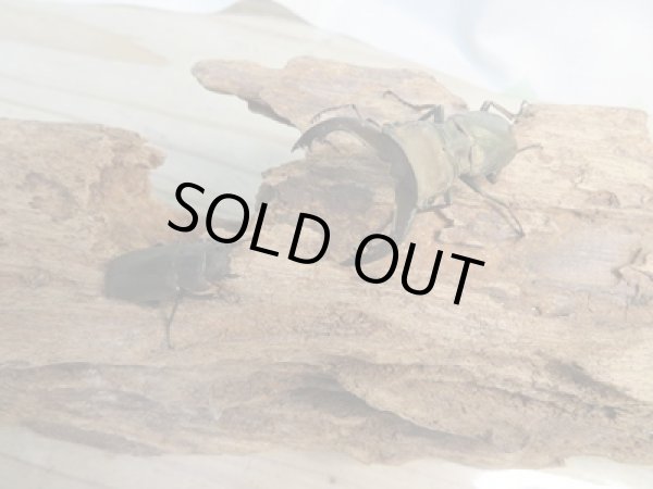 画像5: 新成虫☆ベララベラ産☆スぺキオススホソアカクワガタ♂48ミリ♀25ミリペア販売!! (5)