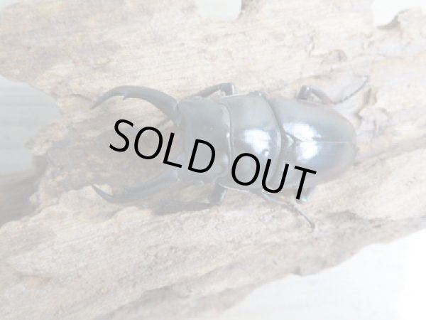 画像2: ☆新成虫☆ドンキエルハンプイ（黒ドンキ）♂60ミリ♀41ミリペア販売！！ (2)