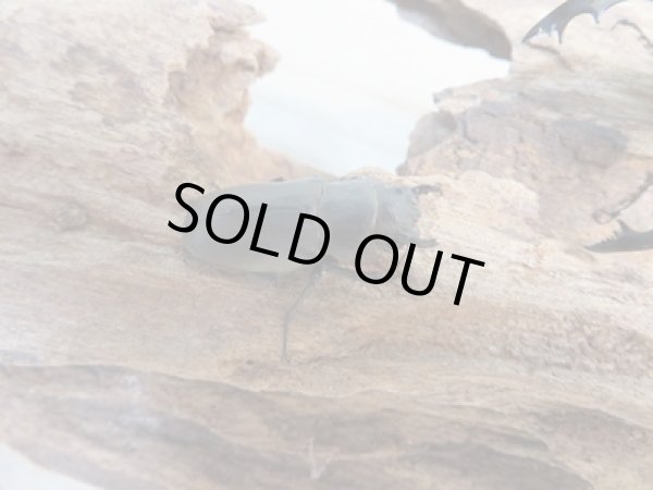 画像4: 新成虫☆ベララベラ産☆スぺキオススホソアカクワガタ♂48ミリ♀25ミリペア販売!! (4)