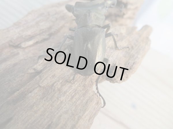 画像3: 新成虫☆ベララベラ産☆スぺキオススホソアカクワガタ♂48ミリ♀25ミリペア販売!! (3)