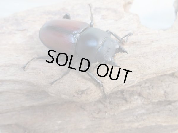 画像4: 新成虫☆WF2☆マクレイコクワガタ♂54ミリ♀37ミリペア+♀34ミリ計3頭トリオ販売!! (4)