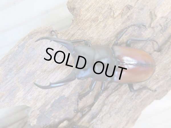 画像2: 新成虫☆WF2☆マクレイコクワガタ♂54ミリ♀37ミリペア+♀34ミリ計3頭トリオ販売!! (2)