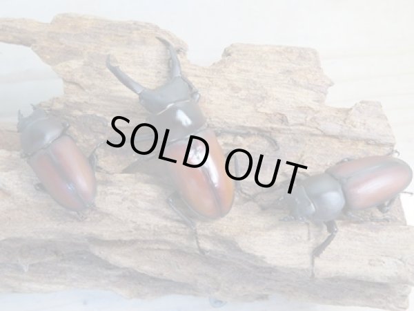 画像6: 新成虫☆WF2☆マクレイコクワガタ♂54ミリ♀37ミリペア+♀34ミリ計3頭トリオ販売!! (6)