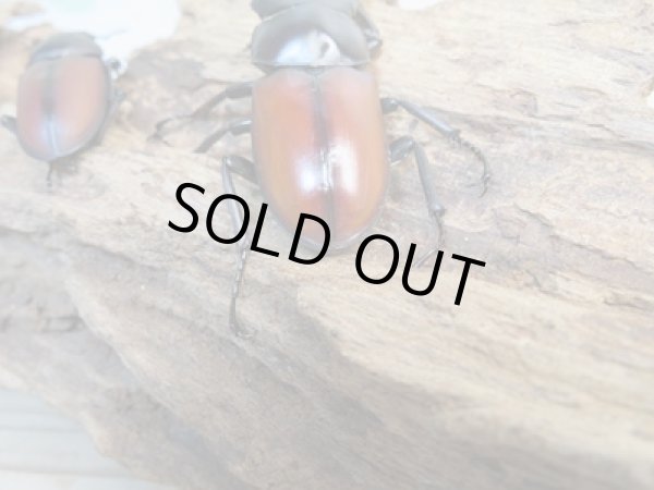 画像3: 新成虫☆WF2☆マクレイコクワガタ♂54ミリ♀37ミリペア+♀34ミリ計3頭トリオ販売!! (3)