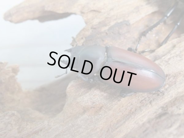 画像5: 新成虫☆WF2☆マクレイコクワガタ♂54ミリ♀37ミリペア+♀34ミリ計3頭トリオ販売!! (5)