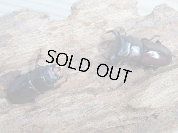 画像5: ★稀少人気種★ラティオキナティブスコクワガタ♂31ミリ♀27ミリペア販売!! (5)