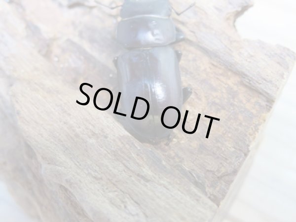 画像3: ★稀少人気種★ラティオキナティブスコクワガタ♂32ミリ♀30ミリペア販売!! (3)