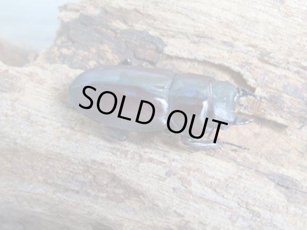 画像4: ★稀少人気種★ラティオキナティブスコクワガタ♂32ミリ♀30ミリペア販売!! (4)