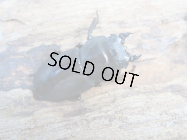 画像4: ★稀少人気種★ラティオキナティブスコクワガタ♂31ミリ♀27ミリペア販売!! (4)