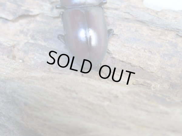 画像3: ★稀少人気種★ラティオキナティブスコクワガタ♂31ミリ♀27ミリペア販売!! (3)