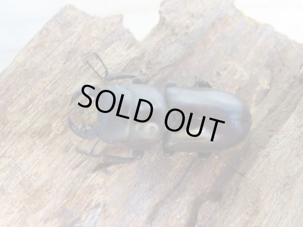 画像2: ★稀少人気種★ラティオキナティブスコクワガタ♂32ミリ♀30ミリペア販売!! (2)