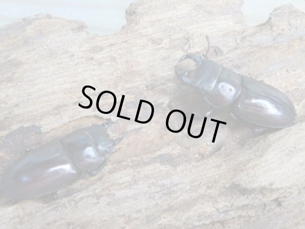 画像5: ★稀少人気種★ラティオキナティブスコクワガタ♂32ミリ♀30ミリペア販売!! (5)