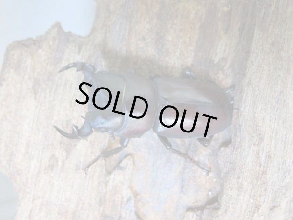 画像2: ★稀少人気種★ラティオキナティブスコクワガタ♂31ミリ♀27ミリペア販売!! (2)