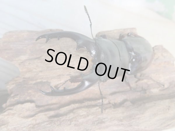 画像2: ☆新成虫☆ボーリンフタマタクワガタ(亜種バミノルム)♂68ミリ♀44ミリペア販売!! (2)
