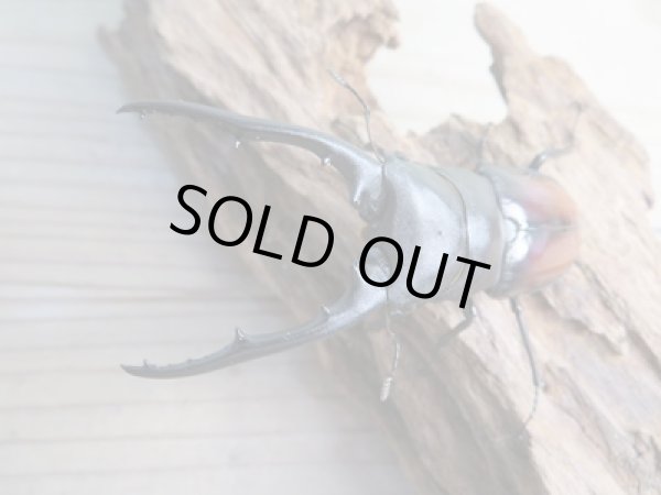 画像2: ☆大型新成虫☆ツカモトフタマタクワガタ♂86ミリ♀42ミリペア販売!! (2)