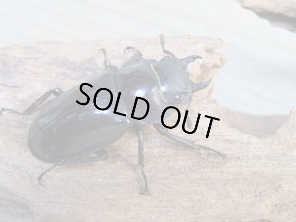 画像4: ☆新成虫☆ムラトゥス産!マンディブラリスフタマタクワガタ♂71ミリ♀42ミリペア販売!! (4)