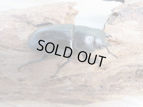 画像4: ☆新成虫☆ボーリンフタマタクワガタ(亜種バミノルム)♂68ミリ♀44ミリペア販売!! (4)