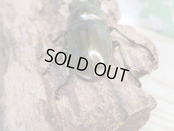 画像3: 美麗新成虫☆タイ産☆ババオウゴンオニクワガタ♂51ミリ♀43ミリペア+♀40ミリトリオ販売!! (3)