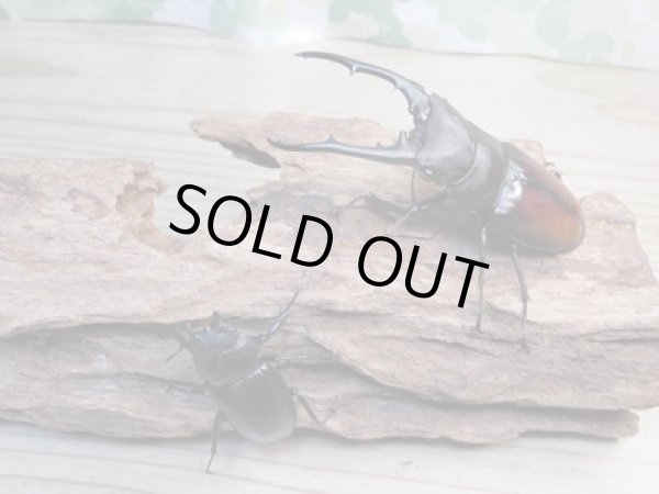 画像5: ☆大型新成虫☆ツカモトフタマタクワガタ♂86ミリ♀42ミリペア販売!! (5)