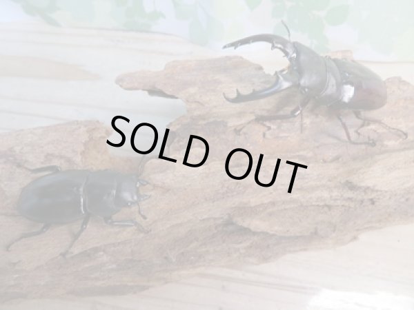 画像5: ☆新成虫☆ボーリンフタマタクワガタ(亜種バミノルム)♂68ミリ♀44ミリペア販売!! (5)