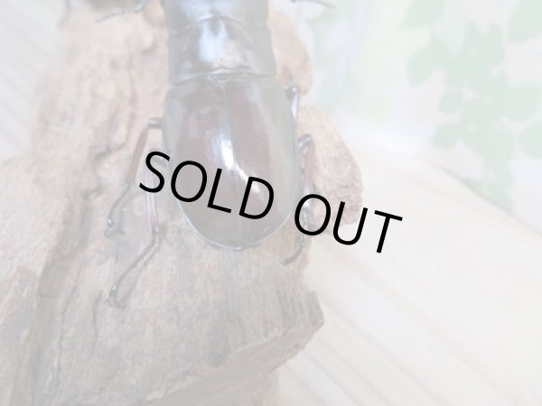 画像3: ☆新成虫☆ボーリンフタマタクワガタ(亜種バミノルム)♂68ミリ♀44ミリペア販売!! (3)