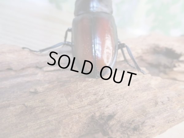 画像3: ☆大型新成虫☆ツカモトフタマタクワガタ♂86ミリ♀42ミリペア販売!! (3)