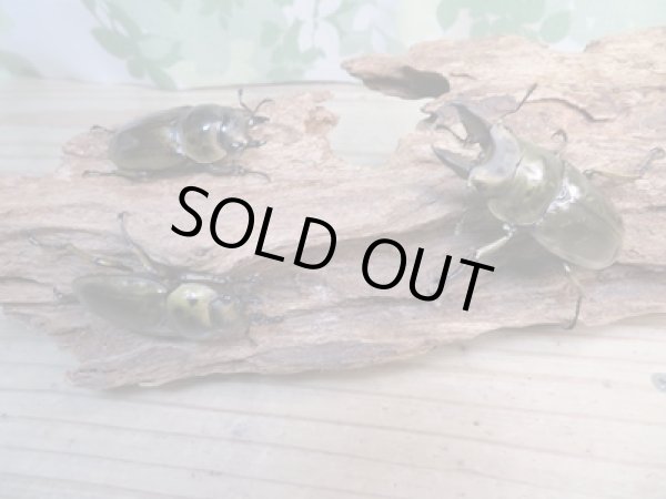 画像6: 美麗新成虫☆タイ産☆ババオウゴンオニクワガタ♂51ミリ♀43ミリペア+♀40ミリトリオ販売!! (6)