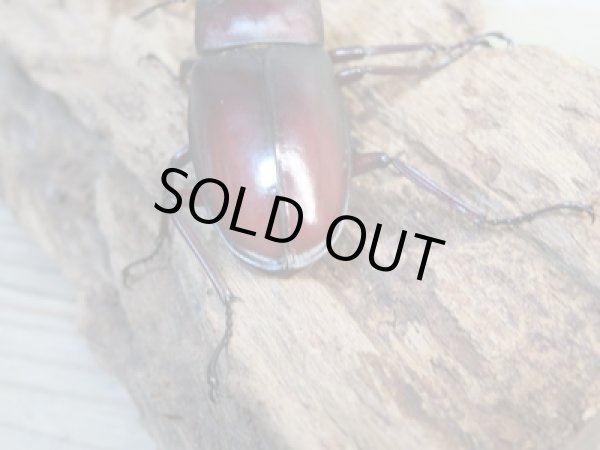 画像3: ☆新成虫☆ムラトゥス産!マンディブラリスフタマタクワガタ♂71ミリ♀42ミリペア販売!! (3)