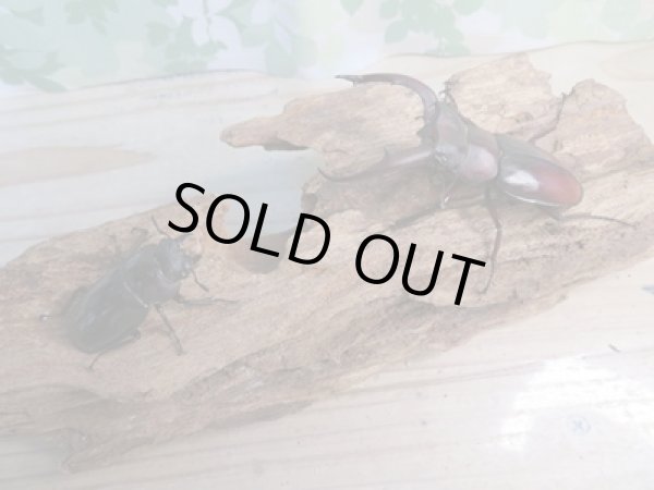 画像5: ☆新成虫☆ムラトゥス産!マンディブラリスフタマタクワガタ♂71ミリ♀42ミリペア販売!! (5)