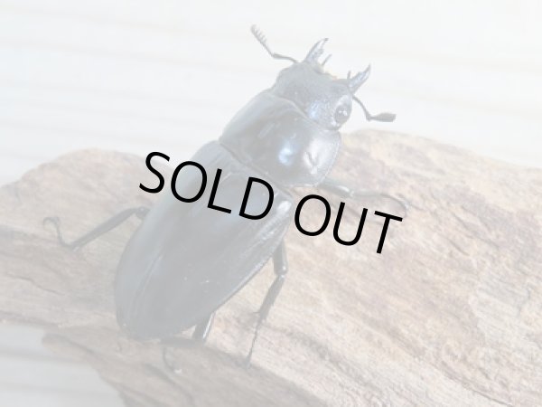 画像4: ☆大型新成虫☆ツカモトフタマタクワガタ♂86ミリ♀42ミリペア販売!! (4)