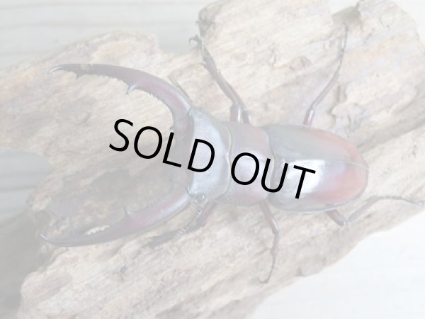 画像2: ☆新成虫☆ムラトゥス産!マンディブラリスフタマタクワガタ♂71ミリ♀42ミリペア販売!! (2)