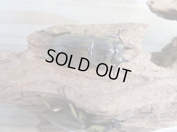 画像5: 美麗新成虫☆タイ産☆ババオウゴンオニクワガタ♂51ミリ♀43ミリペア+♀40ミリトリオ販売!! (5)