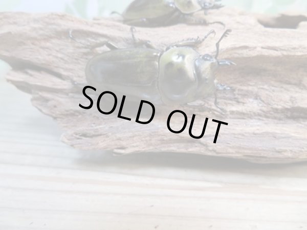 画像4: 美麗新成虫☆タイ産☆ババオウゴンオニクワガタ♂51ミリ♀43ミリペア+♀40ミリトリオ販売!! (4)