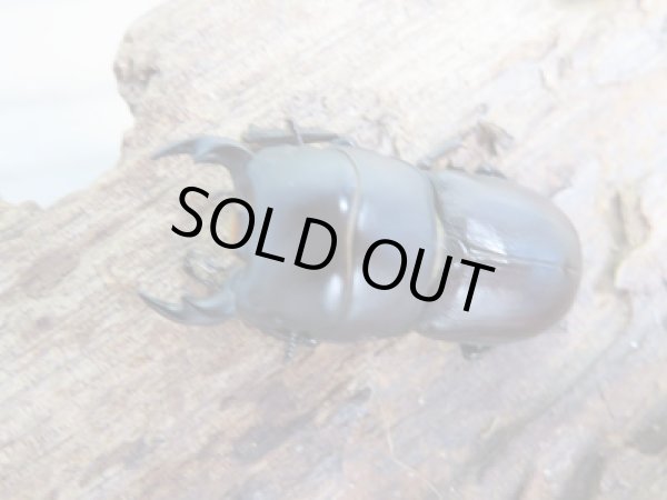 画像2: 稀少種☆WF1☆ブレビスオオクワガタ♂30ミリ♀22ミリペア販売!! (2)