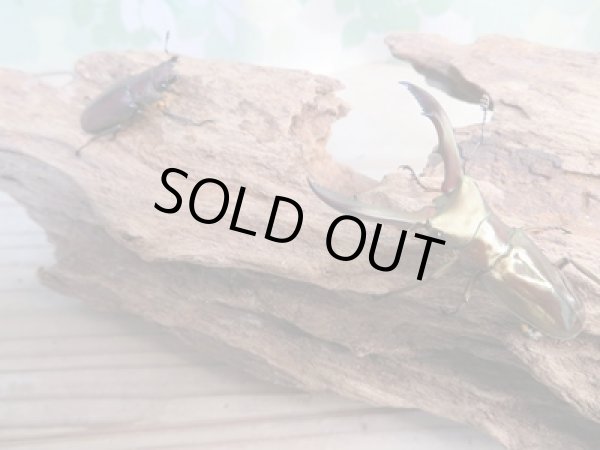 画像5: ☆新成虫☆メタリフェルホソアカクワガタ(サンギレンシス)♂50ミリ♀フリーサイズペア販売!! (5)