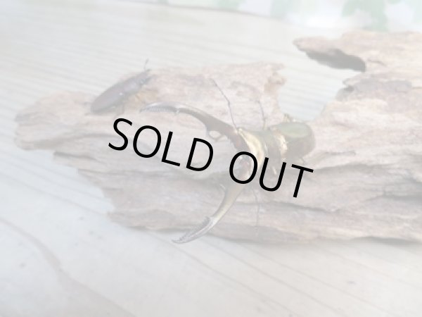 画像5: ☆新成虫☆メタリフェルホソアカクワガタ(サンギレンシス)♂61ミリ♀フリーサイズペア販売!! (5)