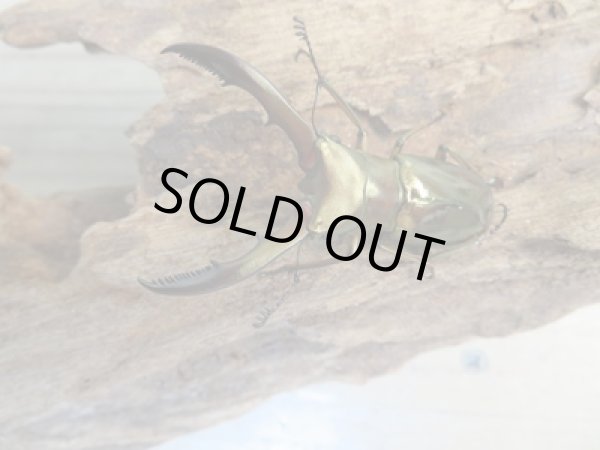 画像2: ☆新成虫☆メタリフェルホソアカクワガタ(サンギレンシス)♂50ミリ♀フリーサイズペア販売!! (2)