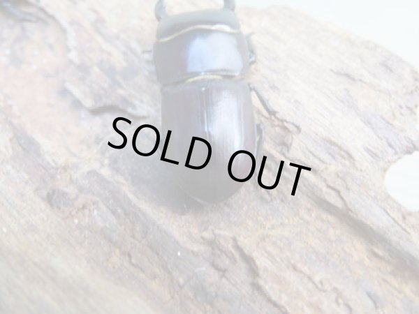 画像3: 稀少種☆WF1☆ブレビスオオクワガタ♂30ミリ♀22ミリペア販売!! (3)