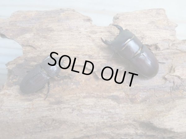 画像5: 稀少種☆WF1☆ブレビスオオクワガタ♂30ミリ♀22ミリペア販売!! (5)