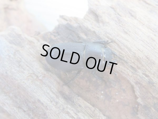 画像4: 稀少種☆WF1☆ブレビスオオクワガタ♂30ミリ♀22ミリペア販売!! (4)