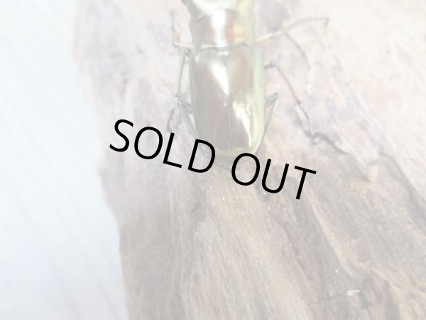 画像3: ☆新成虫☆メタリフェルホソアカクワガタ(サンギレンシス)♂50ミリ♀フリーサイズペア販売!! (3)