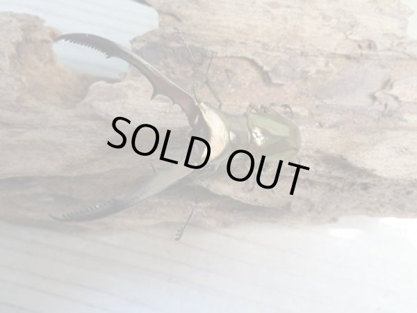 画像2: ☆新成虫☆メタリフェルホソアカクワガタ(サンギレンシス)♂61ミリ♀フリーサイズペア販売!! (2)